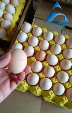 鸡蛋4